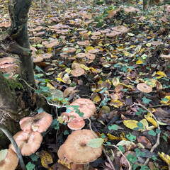 22-10-17 13-00-35 3105